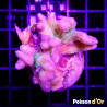 Bouture Pectinia lactuta 24,00 € Poissondor