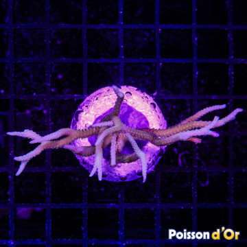 Bouture Seriatopora Histrix vert 6-8 cm