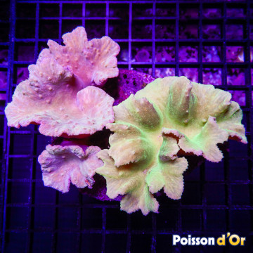 Sinularia dura vert 6-8 cm