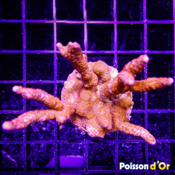 Bouture Montiora Samarensis "Forest fire" 5-7 cm