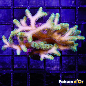 Bouture Seriatopora Calendreum vert 6-8 cm