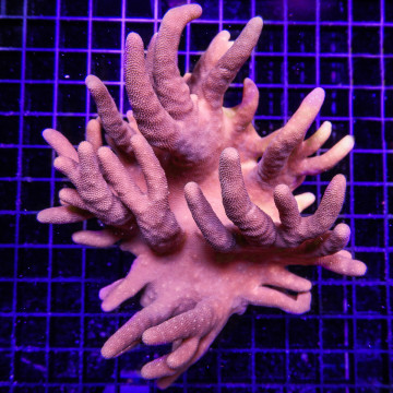 7-9 cm Gemeenschappelijk lobophtum