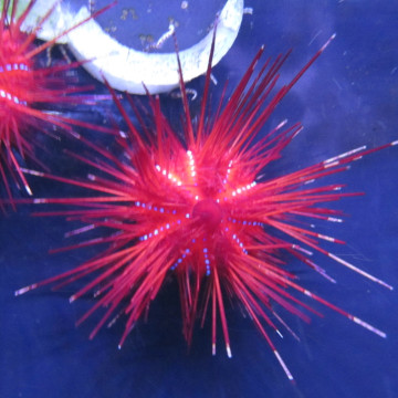 Astropyga Radiata (Oursin de feu) 12 cm