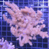 Klyxum sp (alcyonum sp) -corail zachte veulen 8 cm