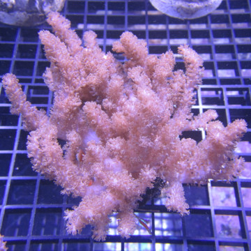 Klyxum sp (alcyonum sp) -corail zachte veulen 8 cm