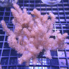 Klyxum sp (alcyonum sp) -corail zachte veulen 8 cm