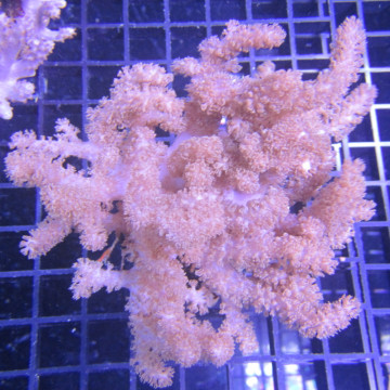 Klyxum sp (alcyonum sp) -corail zachte veulen 8 cm
