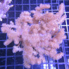 Klyxum sp (alcyonum sp) -corail zachte veulen 8 cm