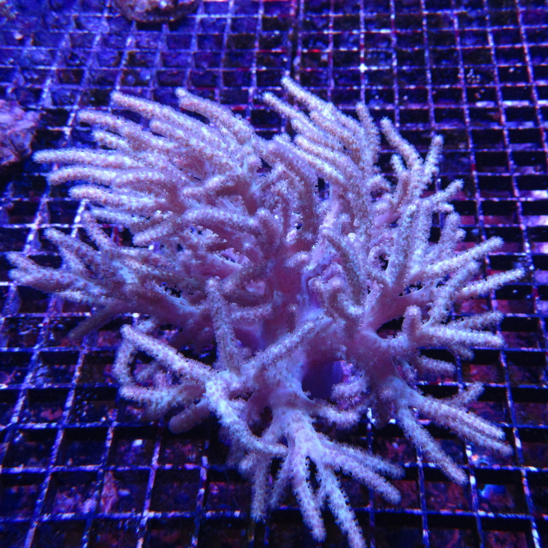 Sinularia mollis wit 8-12 cm 52,00 € Poissondor