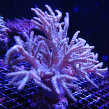 Sinularia mollis wit 8-12 cm 52,00 € Poissondor