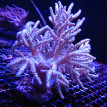 Sinularia mollis wit 8-12 cm 52,00 € Poissondor