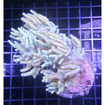 Sinularia mollis wit 8-12 cm 52,00 € Poissondor