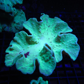 Sinularia Laurated Green 6-8 cm
