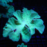 Sinularia Laurated Green 6-8 cm
