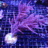 Bouture Pseudopterogorgia Elisabethae (15-18 cm) 37,50 € Poissondor