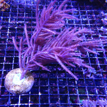 Bouture Pseudopterogorgia Elisabethae (15-18 cm) 37,50 € Poissondor