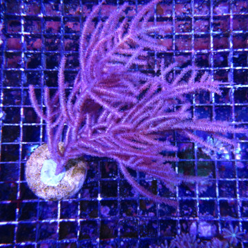 Bouture Pseudopterogorgia Elisabethae (15-18 cm) 37,50 € Poissondor