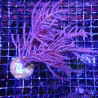 Bouture Pseudopterogorgia Elisabethae (15-18 cm) 37,50 € Poissondor