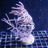 Gorgone commune (symbiotoque) 12-15 cm 18,50 € Poissondor