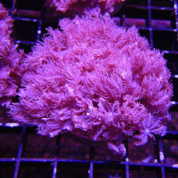 Lot de 2 Boutures d'acanthastreas lorhowensis 18,50 € Poissondor