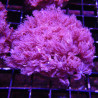 Lot de 2 Boutures d'acanthastreas lorhowensis 18,50 € Poissondor