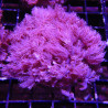 Lot de 2 Boutures d'acanthastreas lorhowensis 18,50 € Poissondor