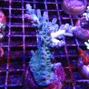Bouture Acropora vert à pointes mauves 24,00 € Poissondor