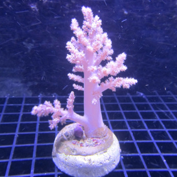Bouture Lithophyton Arboreum 6-8 cm