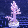 Bouture Lithophyton arboreum 22,00 € Poissondor