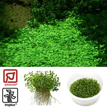 Tropica 1-2-Grow! Glossostigma elatinoides 