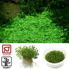 Tropica 1-2-Grow! Glossostigma elatinoides 