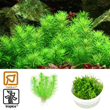 Tropica 1-2-Grow! Pogostemon erectus