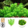 Tropica 1-2-Grow! Pogostemon erectus