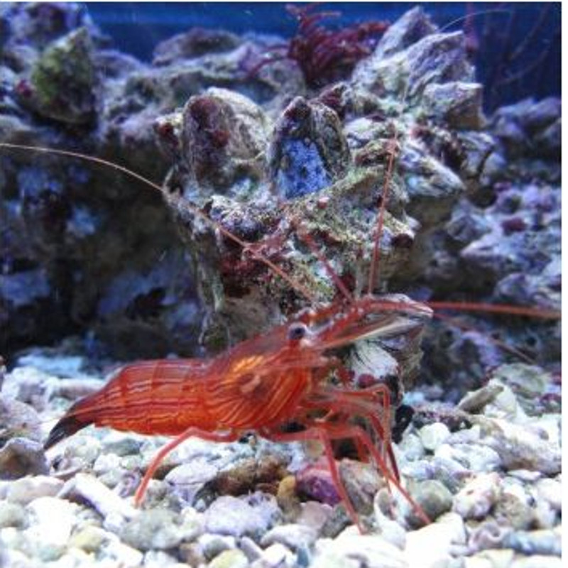 Lysmata wurdemanni  (sauvage) 3-4 cm Lysmata wurdemanni  (sauvage) 3-4 cm