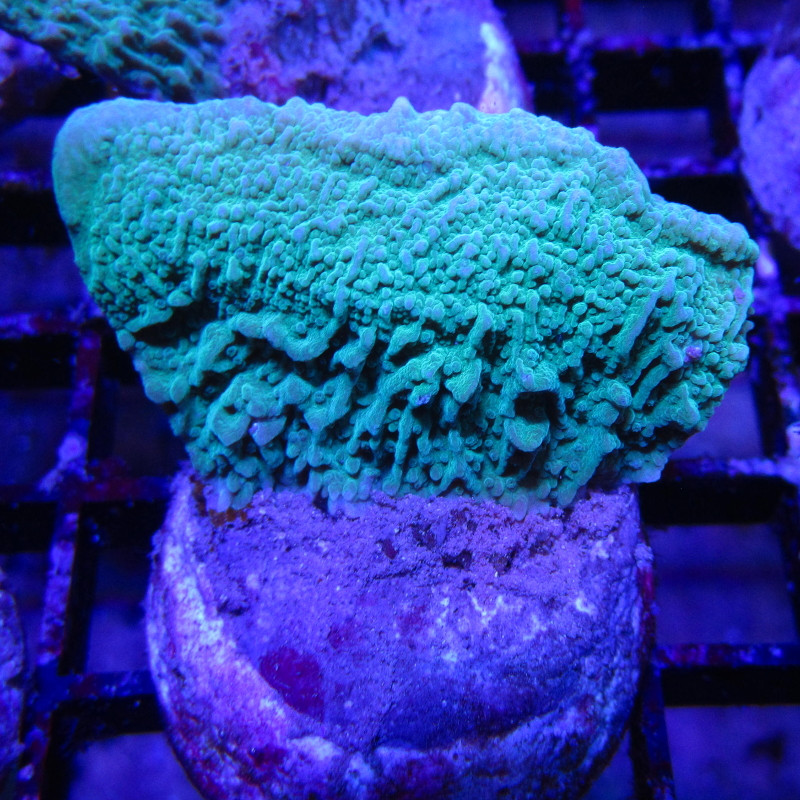 Bouture Montipora Foliosa vert 4-5 cm