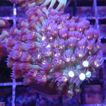 Bouture Goniopora tenuidens purple 28,50 € Poissondor