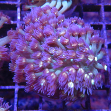 Bouture Goniopora tenuidens purple 28,50 € Poissondor