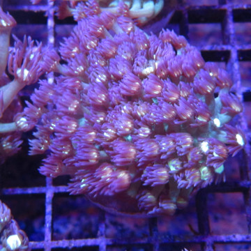Bouture Goniopora tenuidens purple 28,50 € Poissondor