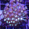 Bouture Goniopora tenuidens purple 28,50 € Poissondor Bouture Goniopora tenuidens purple 28,50 € Poissondor