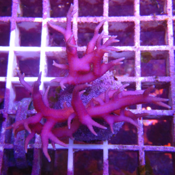 Bouture Seriatopra histrix Rose (4-5 cm) 24,00 € Poissondor