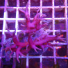 Bouture Seriatopra histrix Rose (4-5 cm) 24,00 € Poissondor