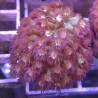 Bouture Goniopora tenuidens purple 28,50 € Poissondor Bouture Goniopora tenuidens purple 28,50 € Poissondor
