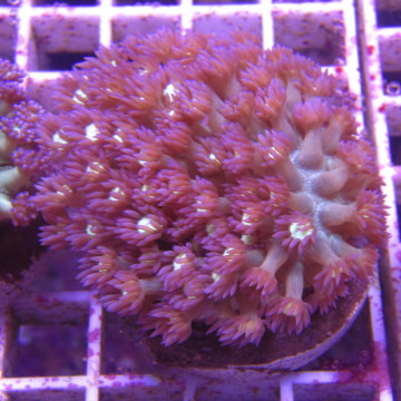 Bouture Goniopora tenuidens purple 28,50 € Poissondor