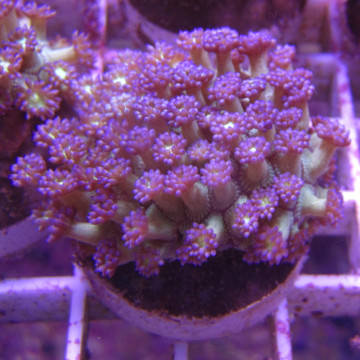Bouture Goniopora tenuidens purple 28,50 € Poissondor