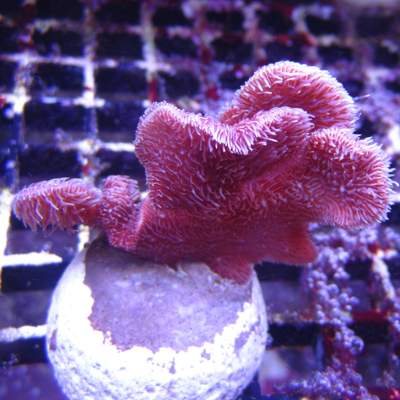 Bouture Pavona irritans brun 3-5 cm