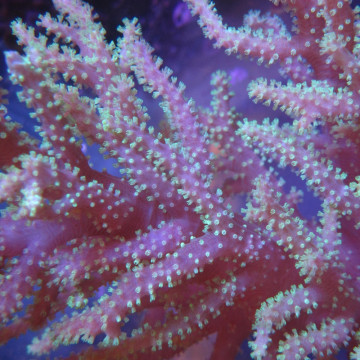 Sinularia Flexibilis Green Australia 8-10 cm