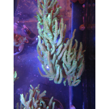Sinularia flexibilis vert Australie 12-15cm