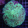 Euphyllia ancora vert fluo  10 cm