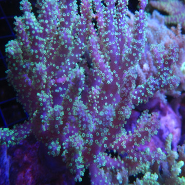 Sinularia flexibilis vert Australie 12-15cm