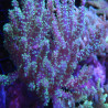 Sinularia flexibilis vert Australie 12-15cm
